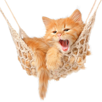 Cute red-haired kitten in hammock