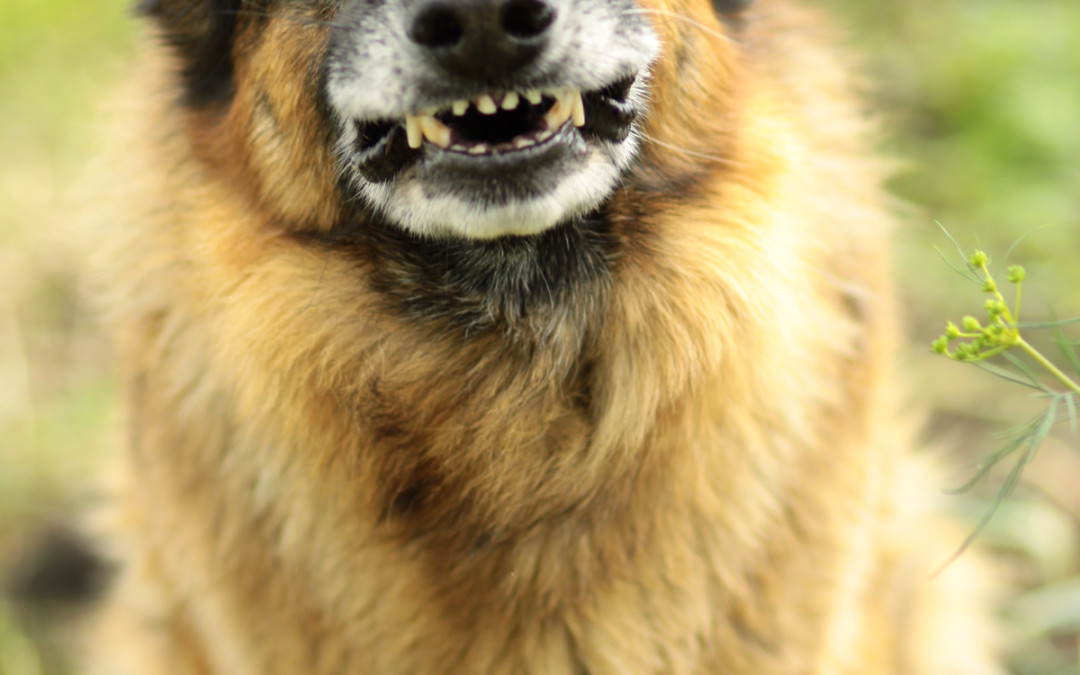 Ängstlicher Hund: Was tun? Angsthunde-Ratgeber & Tipps